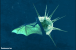 فيروس NeoCov.png فيروس NeoCov.png